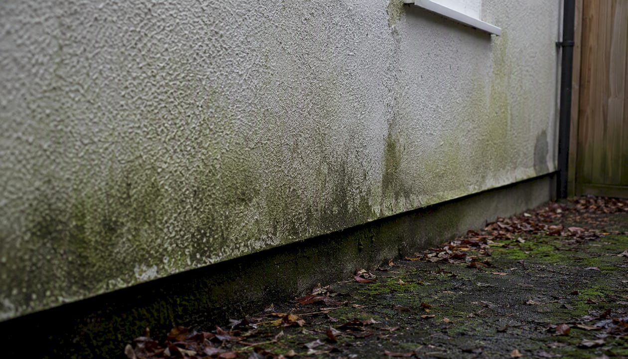 Damp north-facing rendered wall with algae